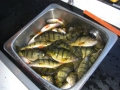Voltz-2008 025-edit