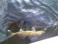 Walleye~0
