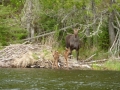 moose-Chris McKee-edit