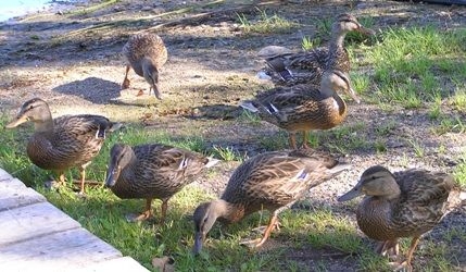 normal_Ducks