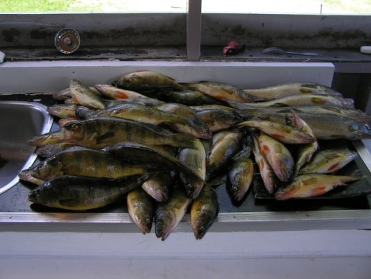 normal_Golf and Perch33-e