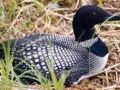 normal_Loon nesting