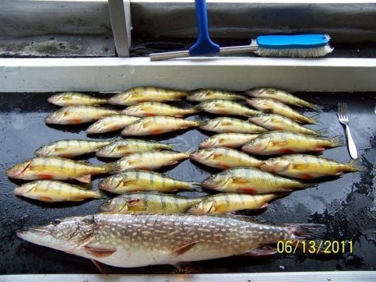 normal_Tonn perch