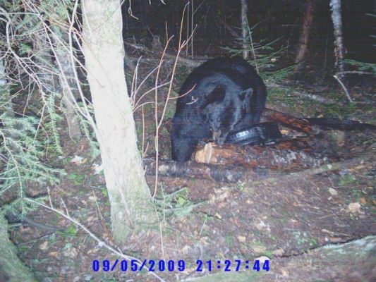 normal_Trail cam-1