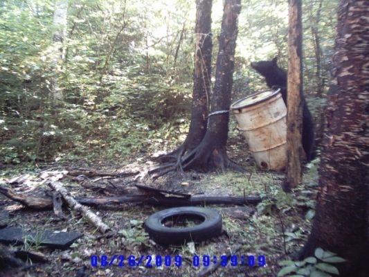 normal_Trail cam-10
