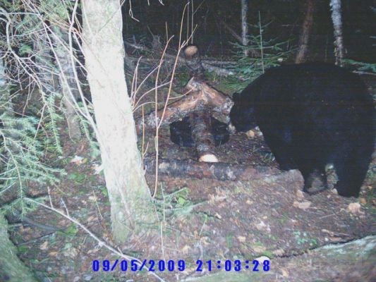 normal_Trail cam-2~0