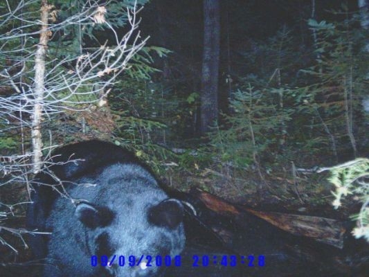 normal_Trail cam-3