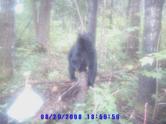 normal_Trail cam-5