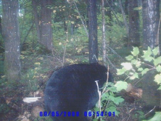 normal_Trail cam-7