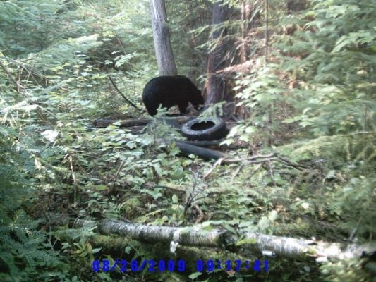 normal_Trail cam-8