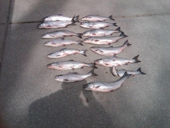 Salmon 3-31-11