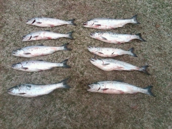 Salmon 4-1-11